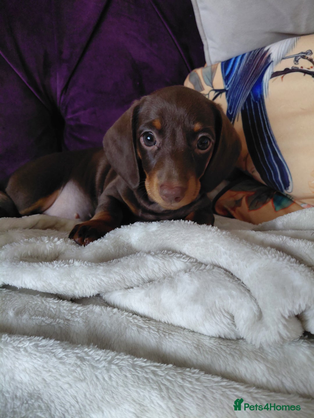 Dachshund dogs for sale: Miniature Daschund - Image 32
