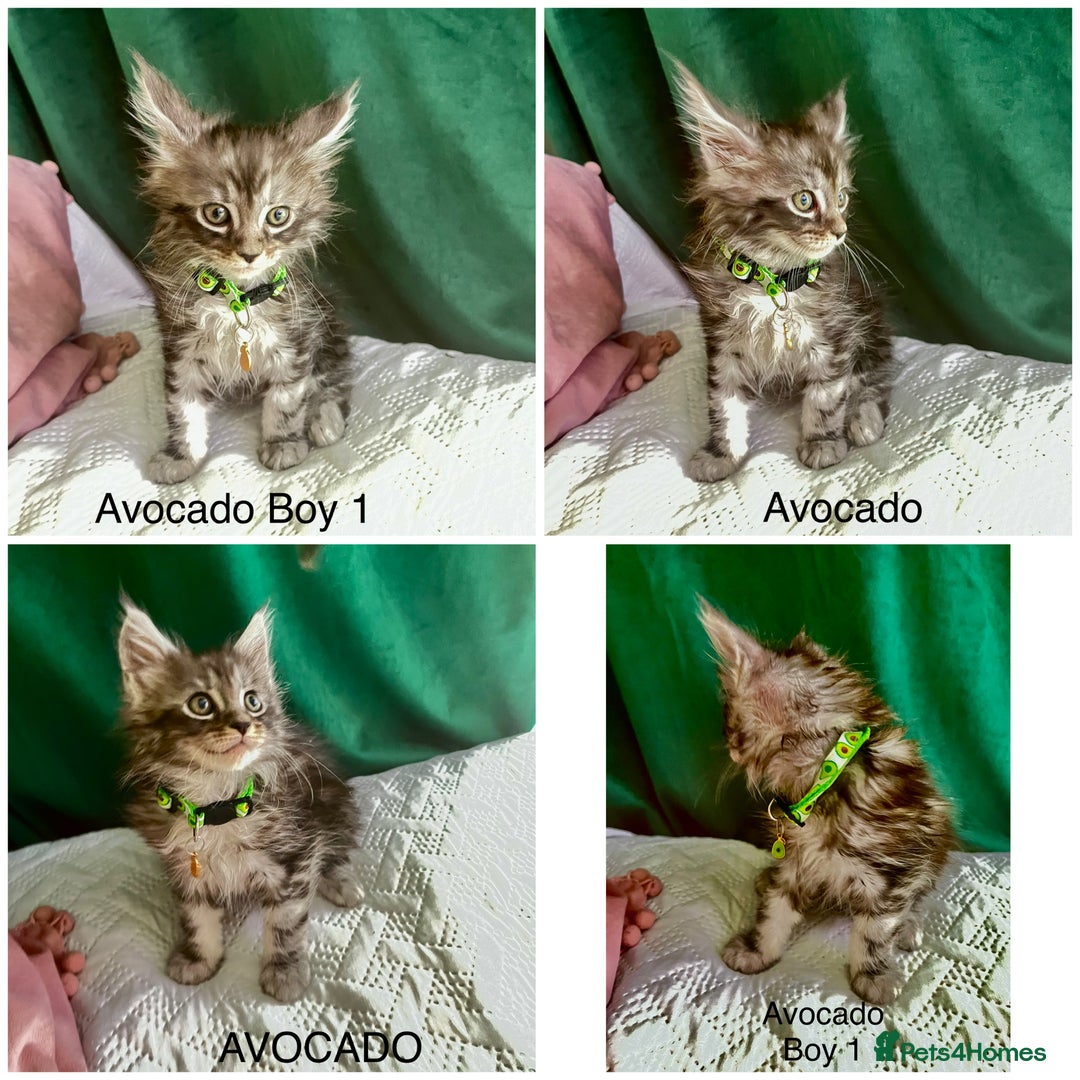 Maine Coon cats for sale: Gorgeous Black & Black Smoke kittens TICA parents - Image 4