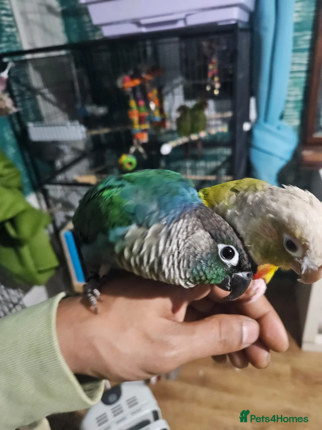 Conures birds for sale: Beautiful Hand-Tame Conures - Advert 2