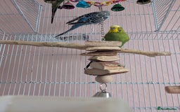 Budgerigars birds for sale: 3 Budgies - Image 2
