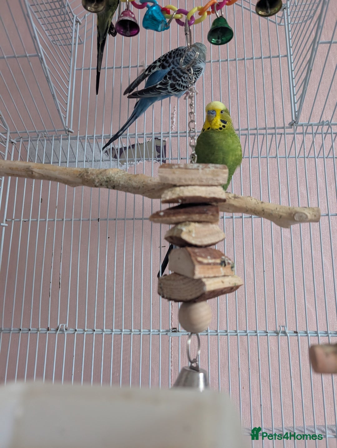 Budgerigars birds for sale: 3 Budgies - Image 2