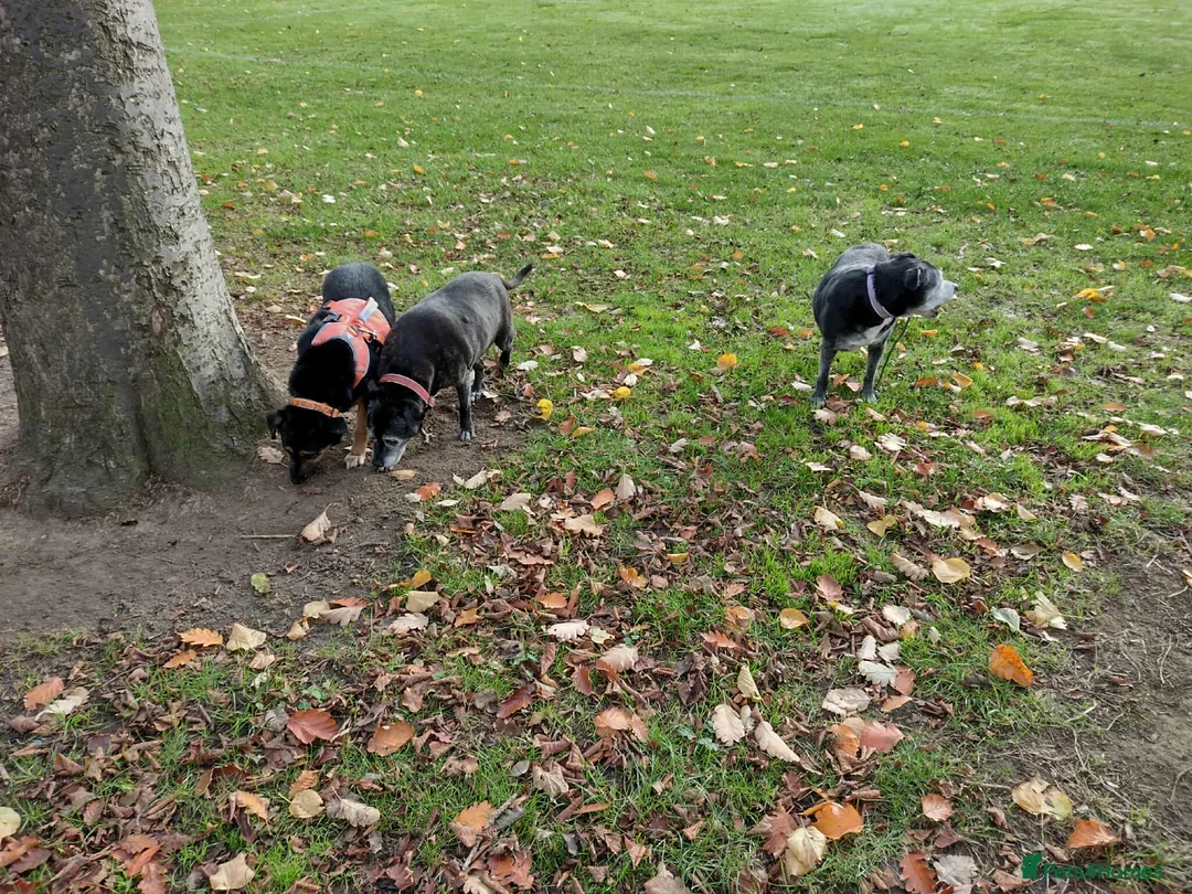 Mixed Breed dogs for adoption: Bumble for adoption - Advert 8