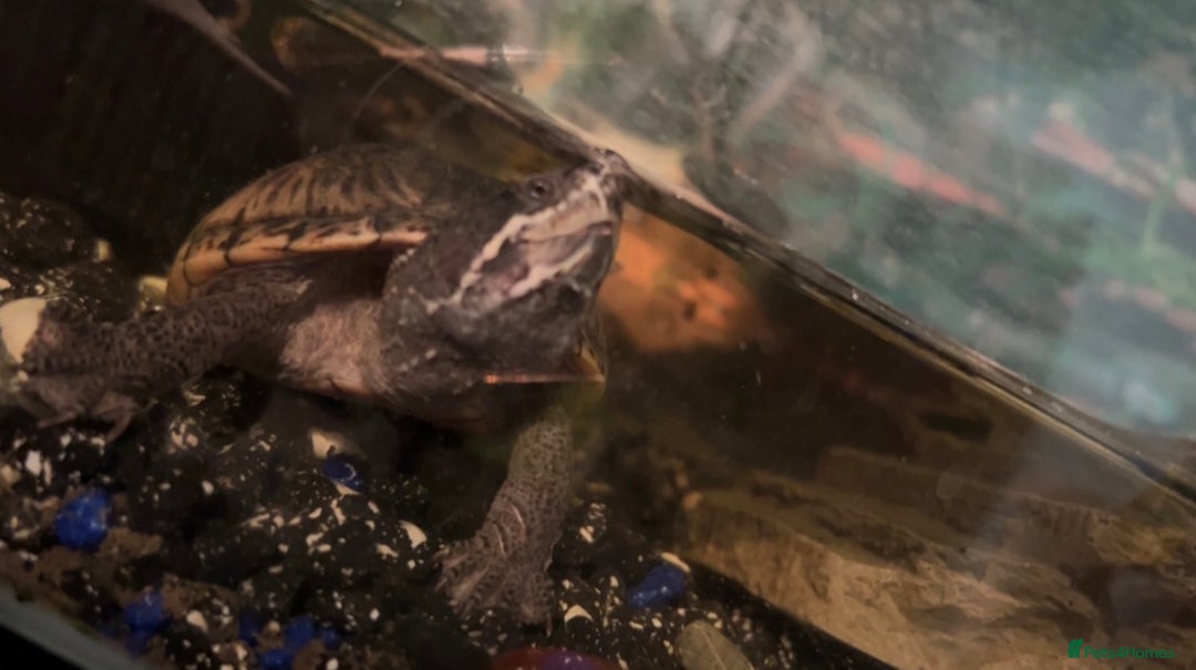 Turtle reptiles for sale: Musk turtles  - Advert 3