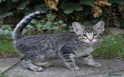 Savannah cats for sale: Stunning Savannahx Maine coons - Image 33