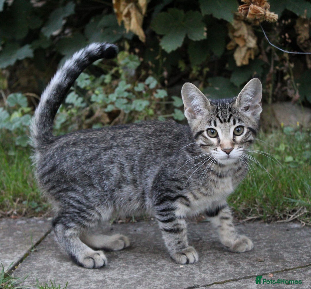 Savannah cats for sale: Stunning Savannahx Maine coons - Image 33