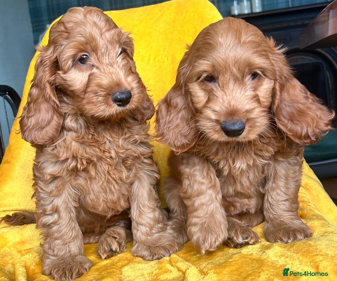 Cockapoo dogs for sale: Cockapoo puppies  - Image 3