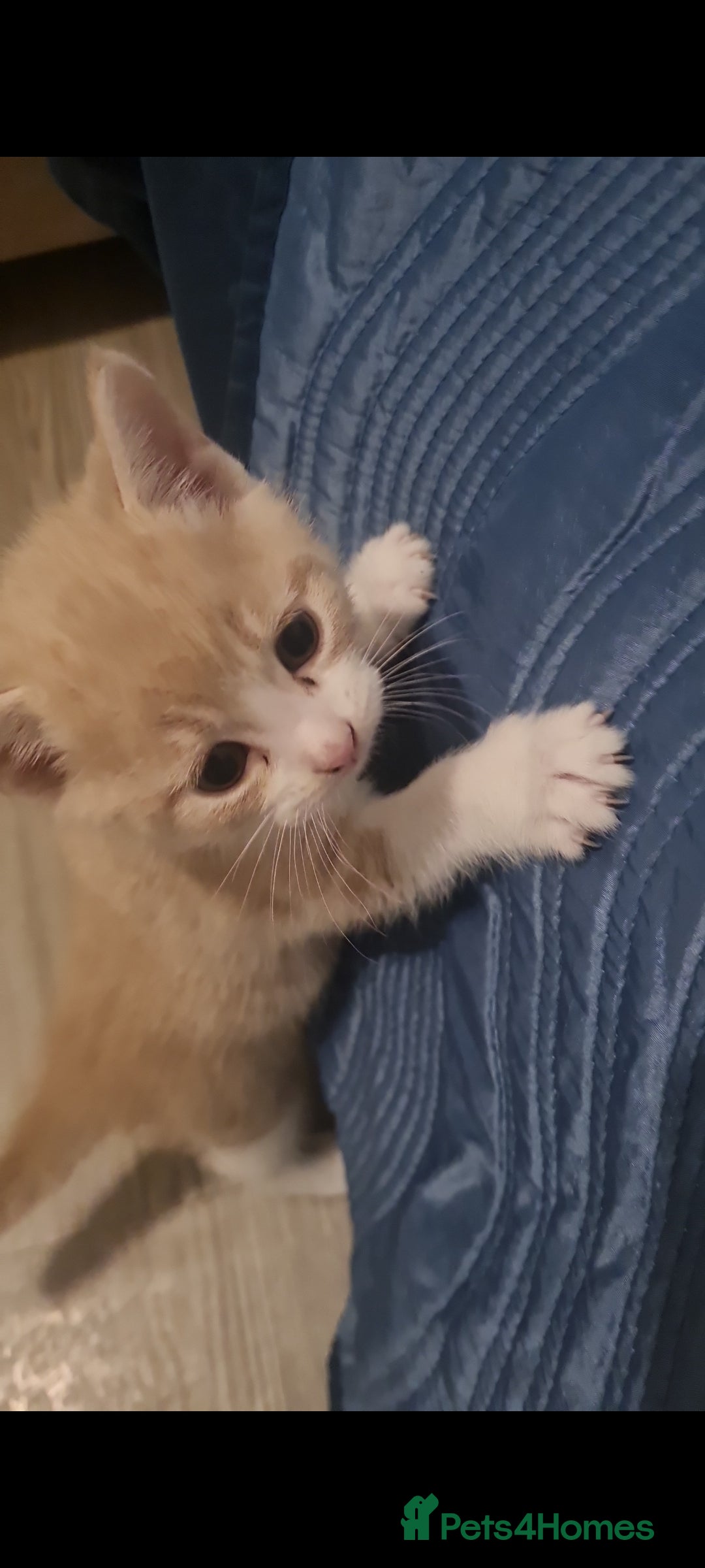 Mixed Breed cats for sale: Beautiful kittens - Advert 4