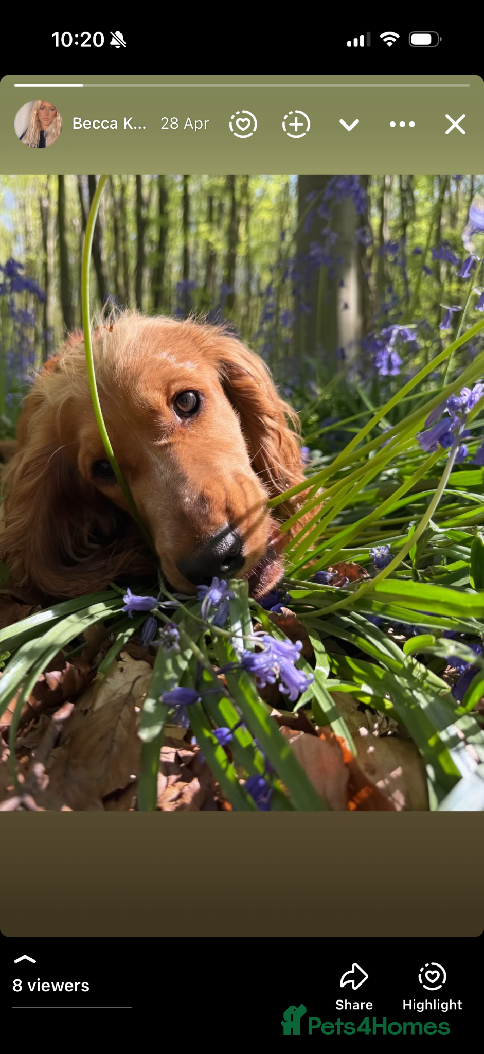 Cocker Spaniel dogs Final 3 KC Golden Show Cocker Spaniel Boy Puppies - Advert 2