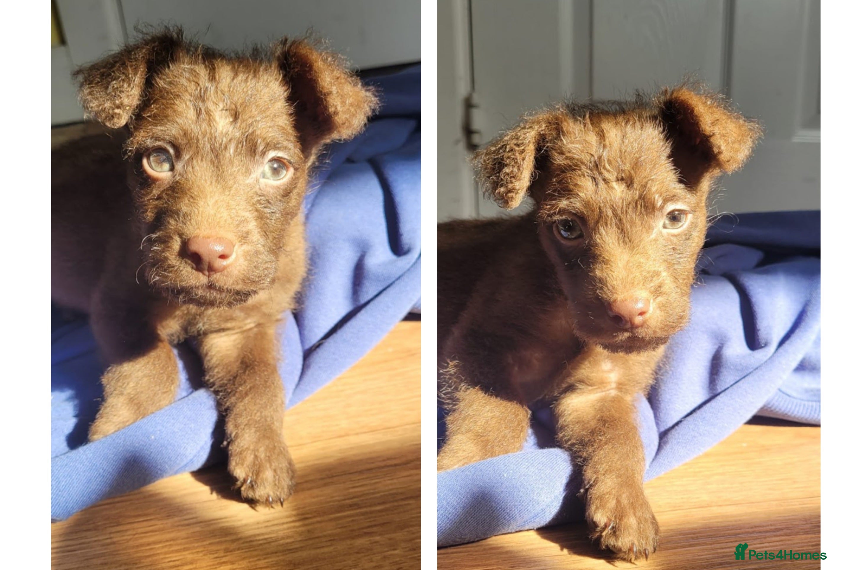 Patterdale Terrier dogs 15 week old Female Patterdale terriers puppies - Advert 4