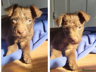 Patterdale Terrier dogs 15 week old Female Patterdale terriers puppies - Advert 6