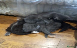 British Shorthair cats for sale: Grey British shorthair kittens seeking homes - Image 2
