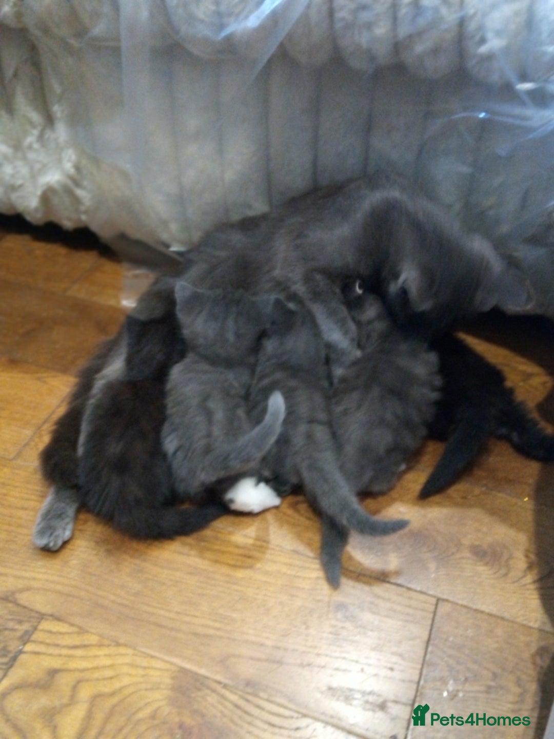 British Shorthair cats for sale: Grey British shorthair kittens seeking homes - Image 2