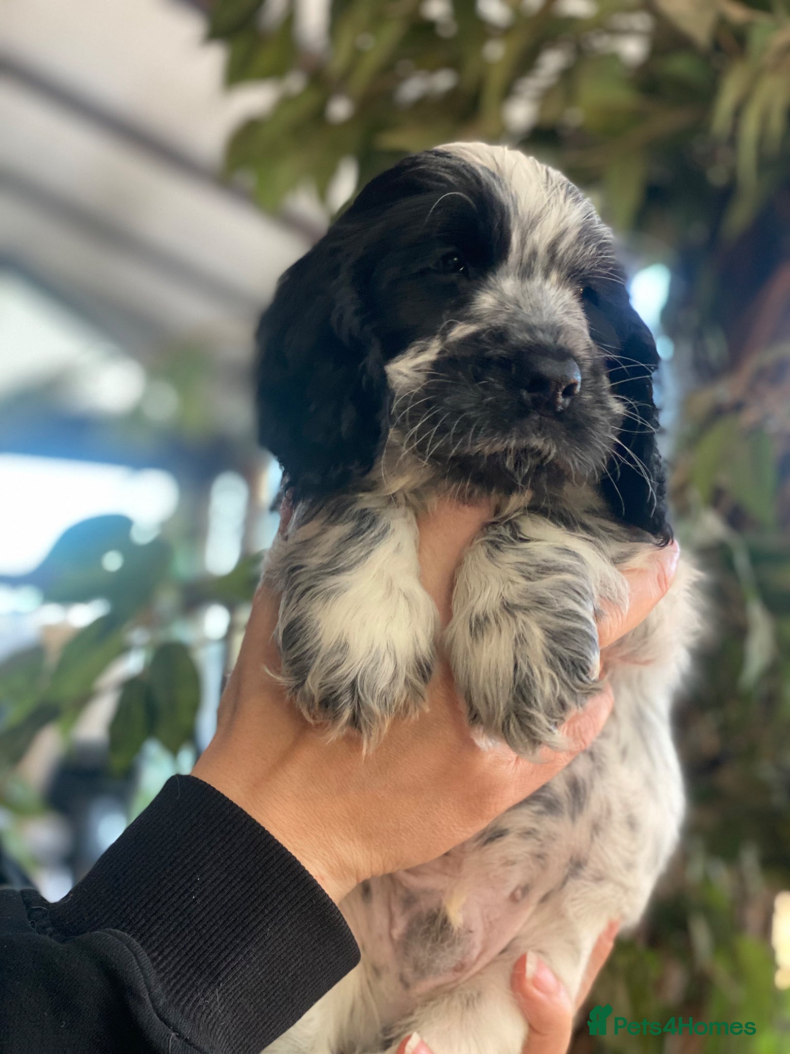 Cocker Spaniel dogs Beautiful show cocker spaniel kc reg 3 boys - Advert 16