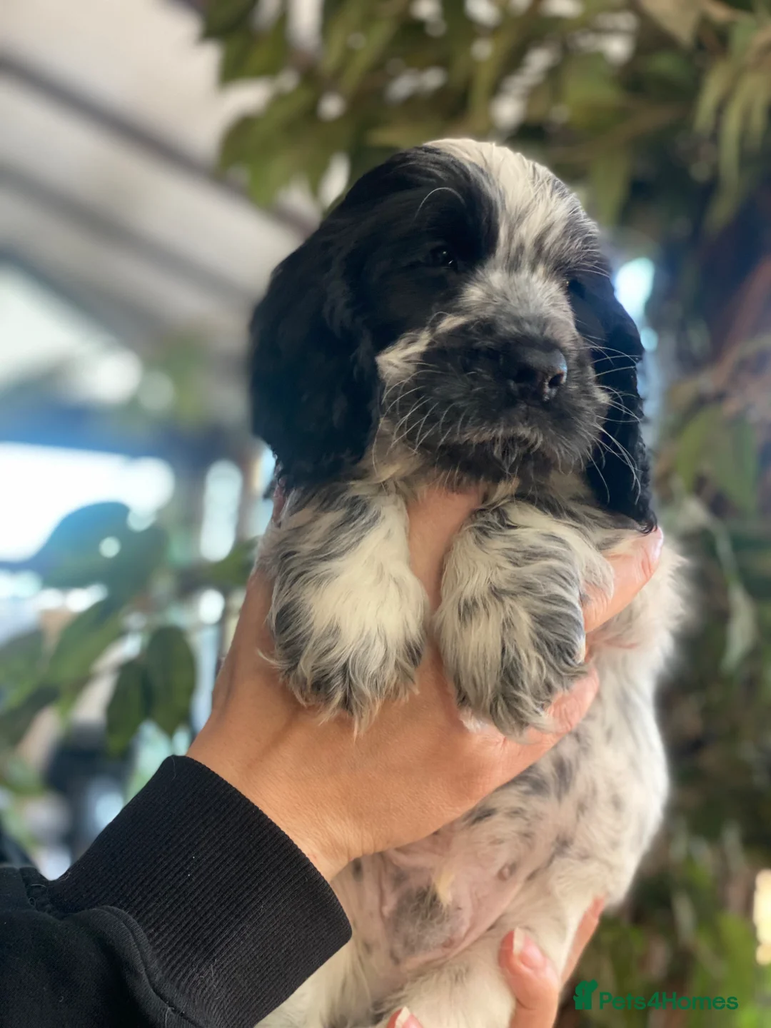 Cocker Spaniel dogs for sale: Beautiful show cocker spaniel kc reg 3 boys - Advert 1