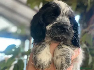 Cocker Spaniel dogs Beautiful show cocker spaniel kc reg 3 boys - Advert 16