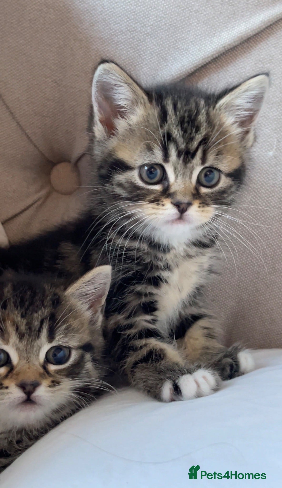 Persian cats Adorable Kittens for Sale - Advert 16