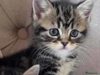Persian cats Adorable Kittens for Sale - Advert 17
