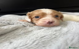 Cavapoo dogs for sale: Outstanding quality Cavapoos - Image 2
