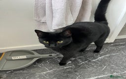 Mixed Breed cats for sale: Due to child allergies two female cats - Advert 2