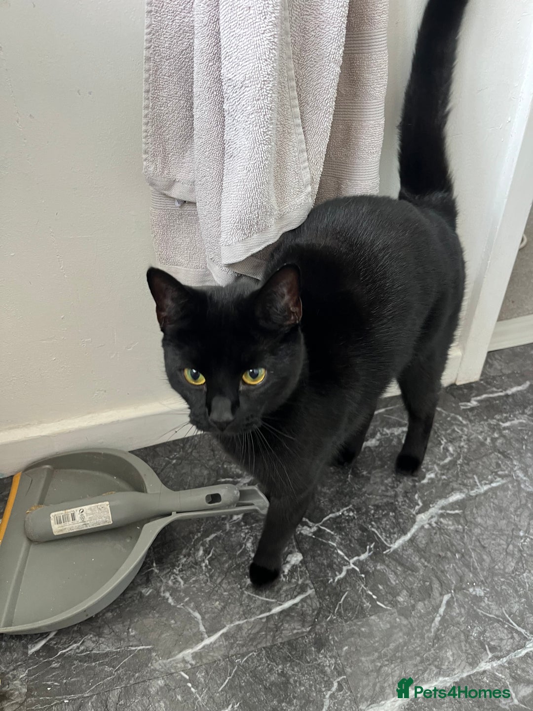 Mixed Breed cats for sale: Due to child allergies two female cats - Advert 2