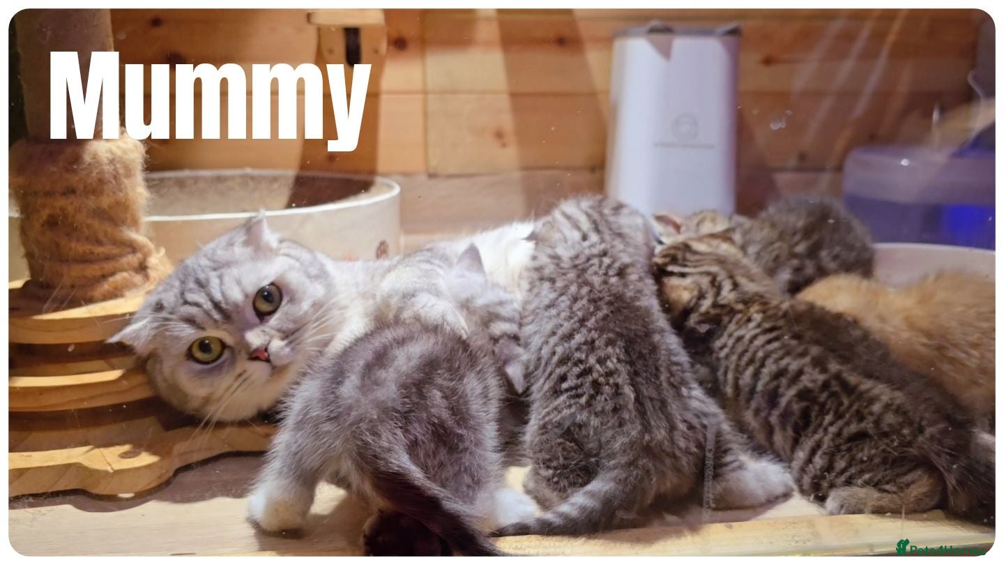 Scottish Fold cats Scottish Fold Kittens - Advert 1