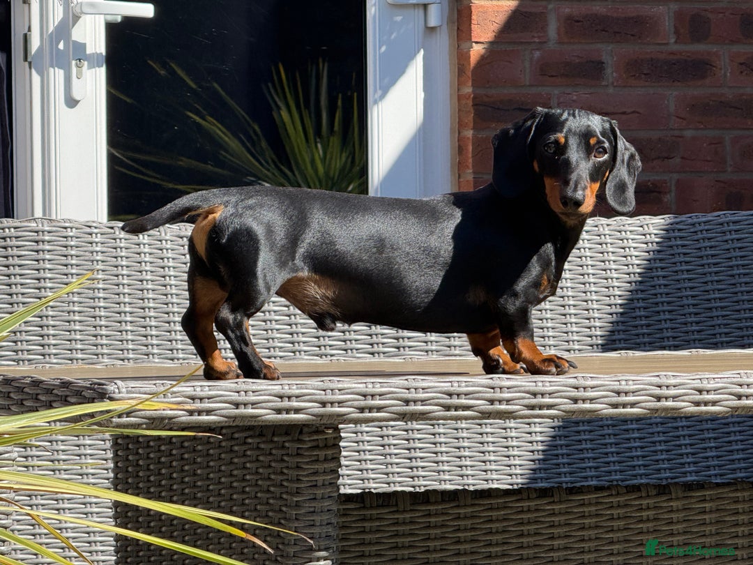 Miniature Dachshund dogs for stud: KC Registered Miniature Dachshund Stud - Advert 2