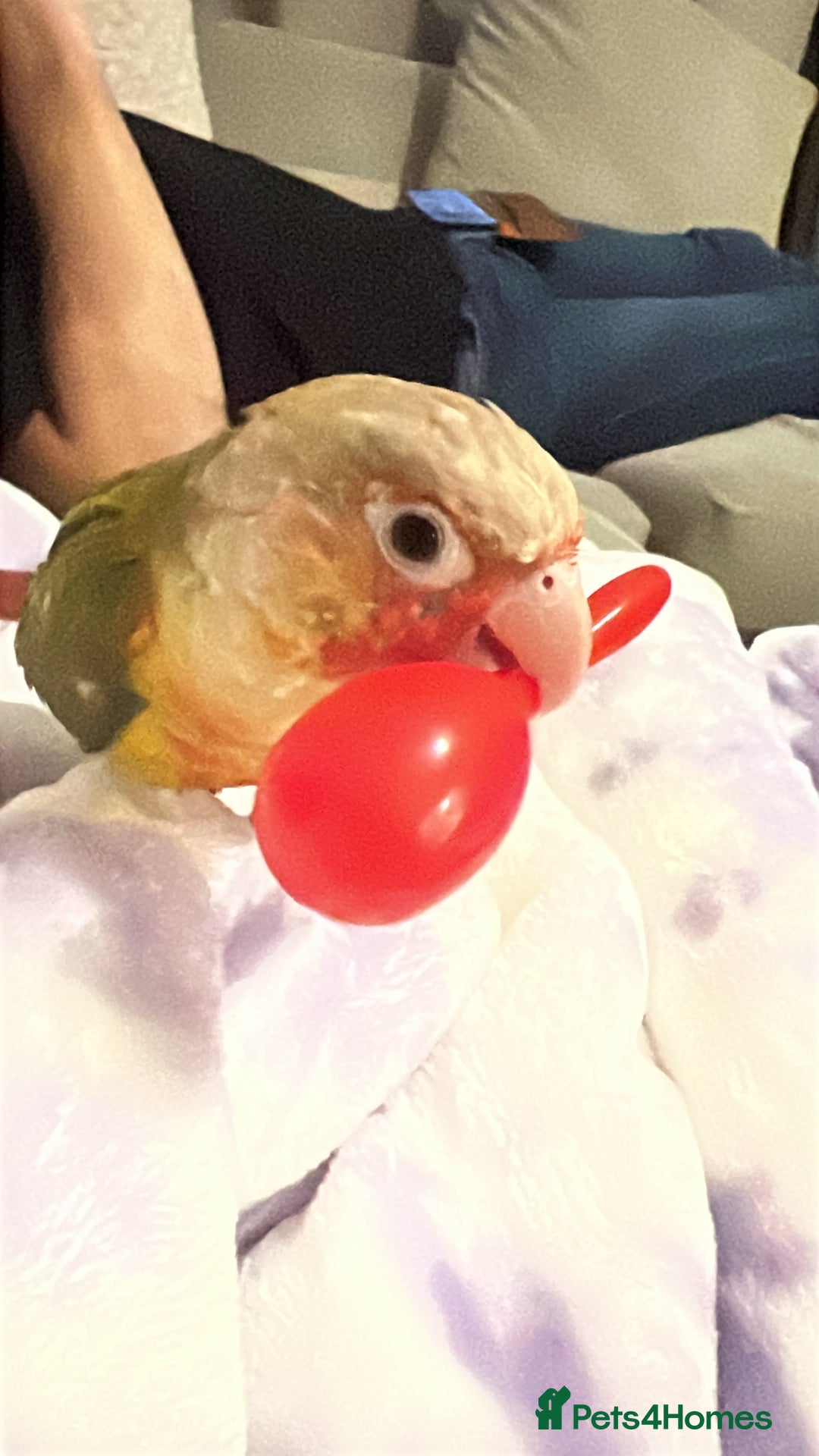 Conures birds for sale: Playful 1yr old hand raised Male conure for sale  - Image 3