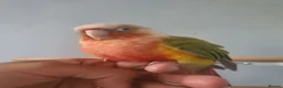 Parakeets birds for sale: Green Cheek Pineapple Conure - Advert 2