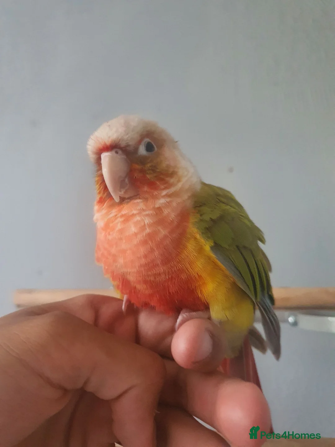 Parakeets birds for sale: Green Cheek Pineapple Conure - Advert 2