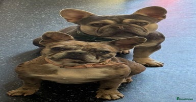 French Bulldog dogs - Advert 3