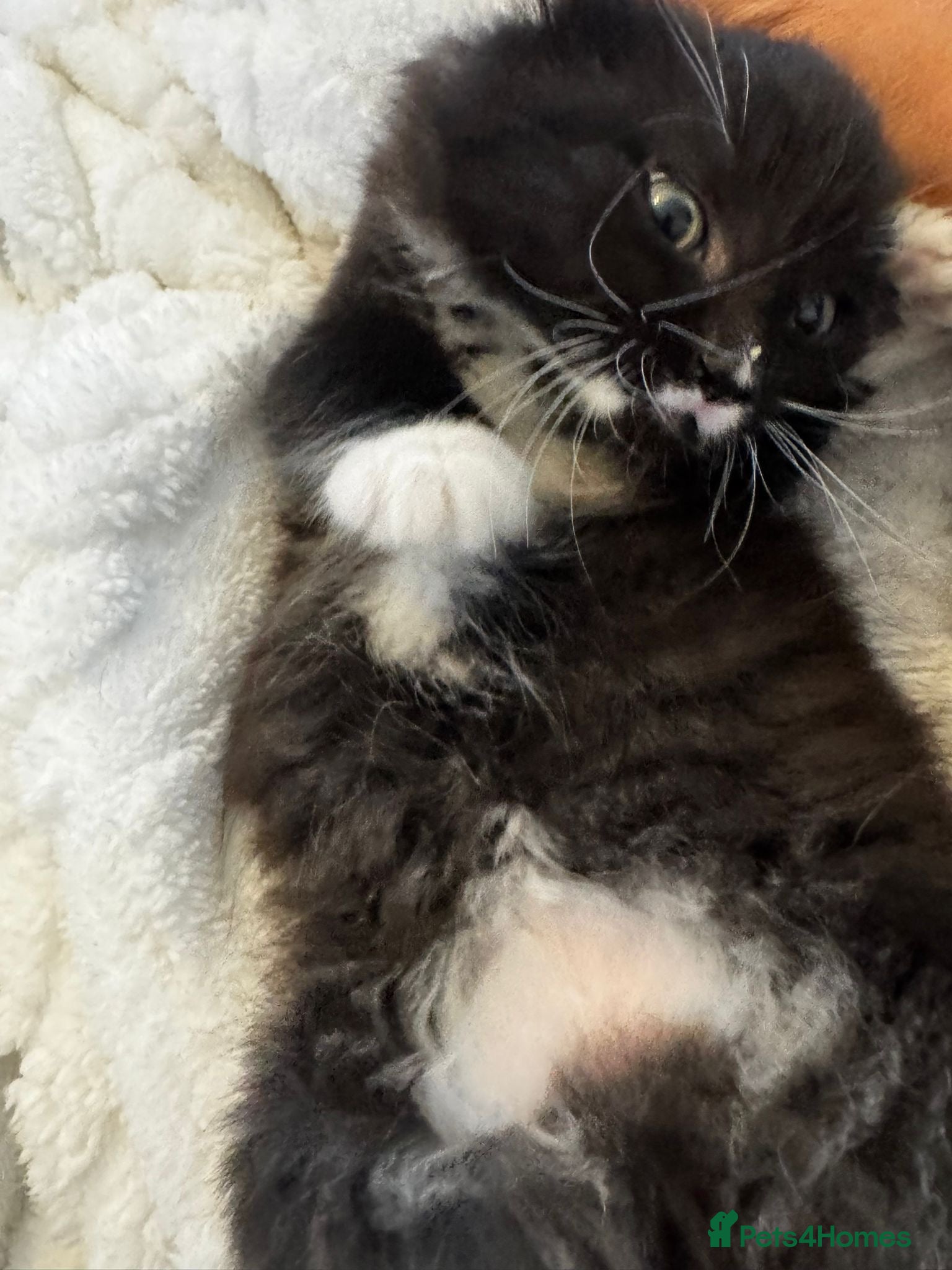Mixed Breed cats Fluffy Tuxedo & Black Kittens 3 Female | 2 Male - Advert 5