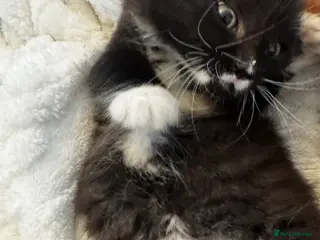 Mixed Breed cats Fluffy Tuxedo & Black Kittens 3 Female | 2 Male - Advert 1