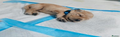 Golden Retriever Puppy Blue 