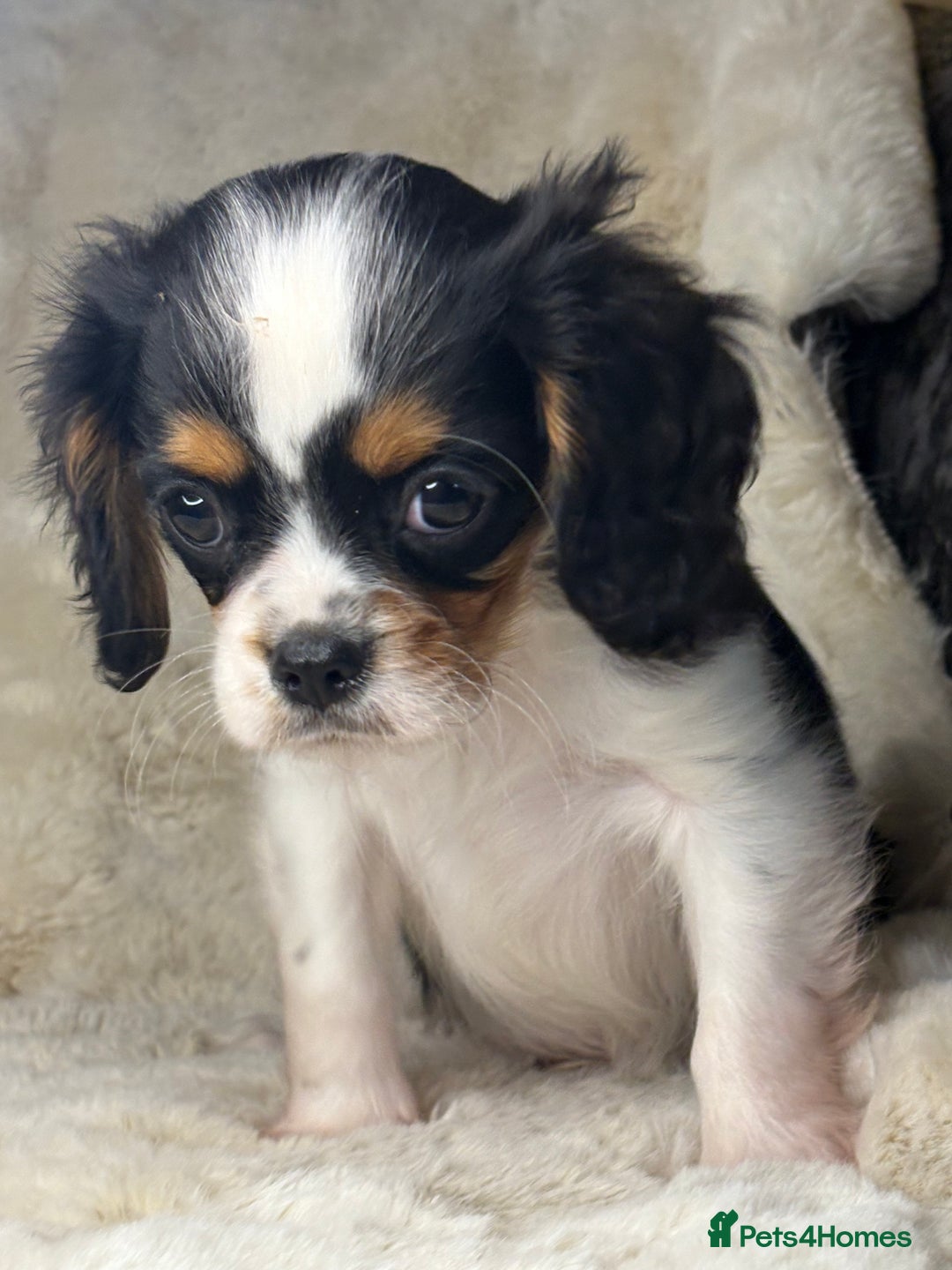 Cavalier King Charles Spaniel dogs for sale: Health tested cavalier puppies  - Advert 26