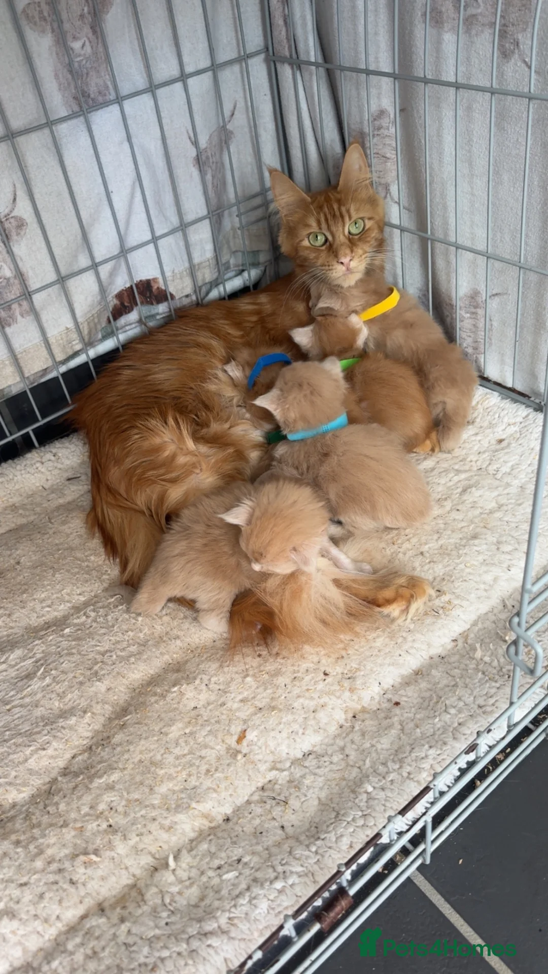 Maine Coon cats for sale: Mainecoon kittens  - Advert 1