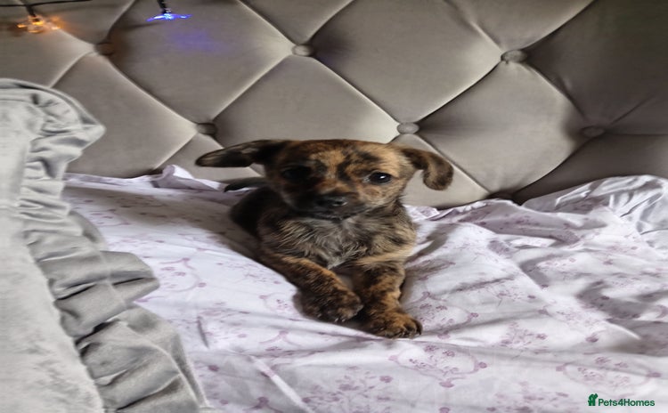 Mixed Breed dogs - Advert 1