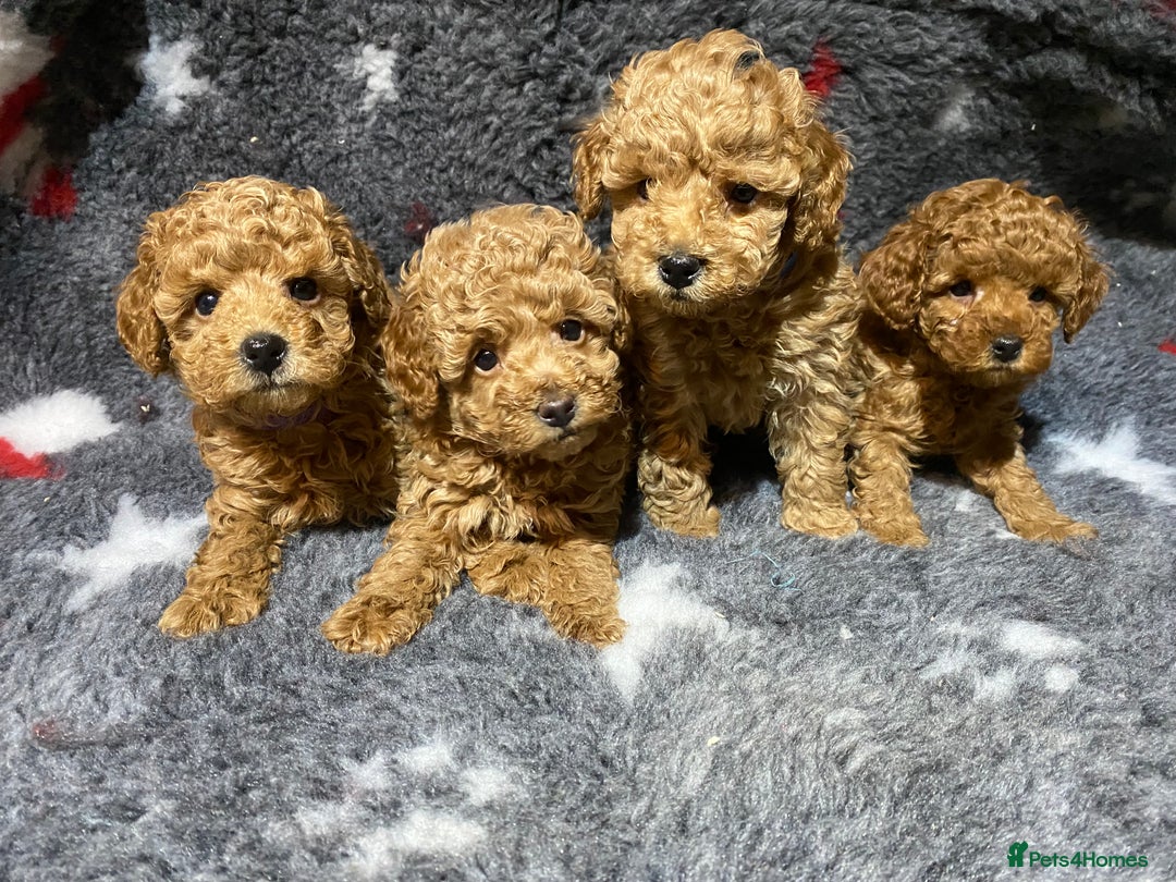 Toy Poodle dogs for sale: KC Toy Poodles Health Tested - Advert 3