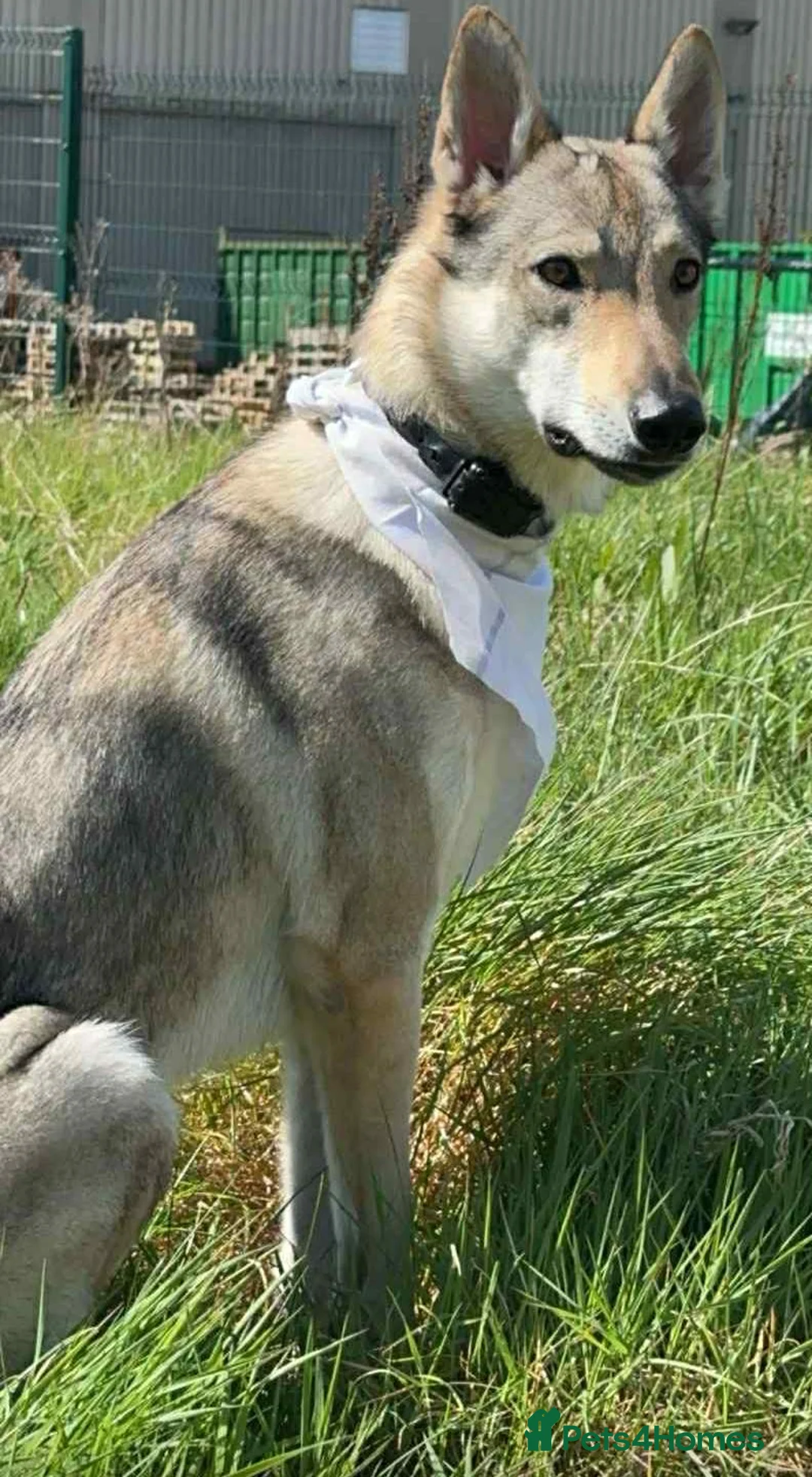 Saarloos Wolfdog dogs for sale: Sell  Czechoslovakian wolfdog male  - Advert 4