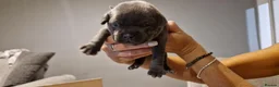 Staffordshire Bull Terrier dogs for sale: Beautiful Staffordshire Bull Terrier Puppies in Stockport - Advert 14