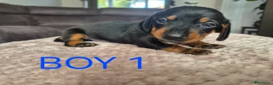 Miniature Dachshund 5