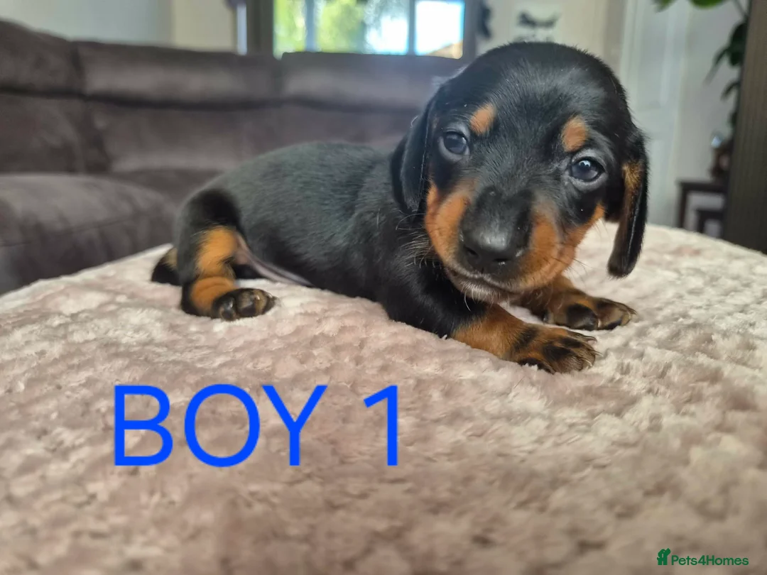 Miniature Dachshund dogs for sale: Beautiful Miniture Dachshunds - Advert 6