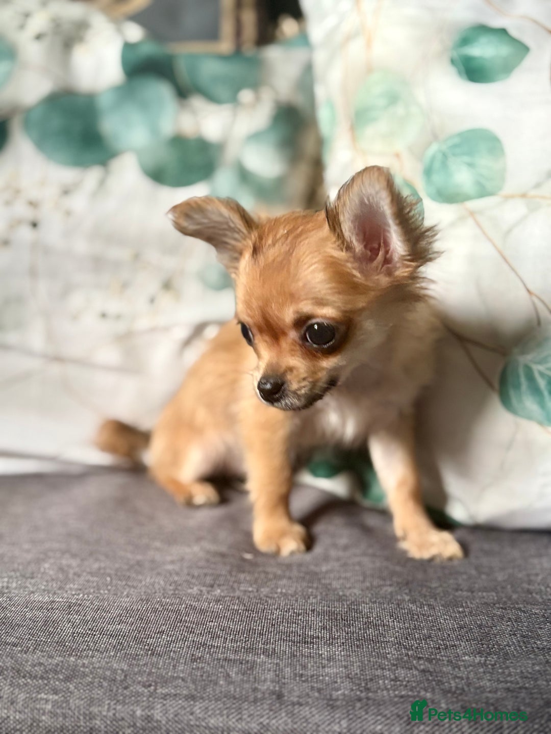 Chihuahua dogs for sale: REDUCED last long hair female pup. - Image 7
