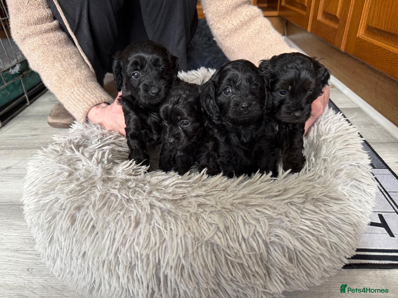 Cavapoo dogs for sale: Adorable F1 Cavapoo Puppies - Advert 7