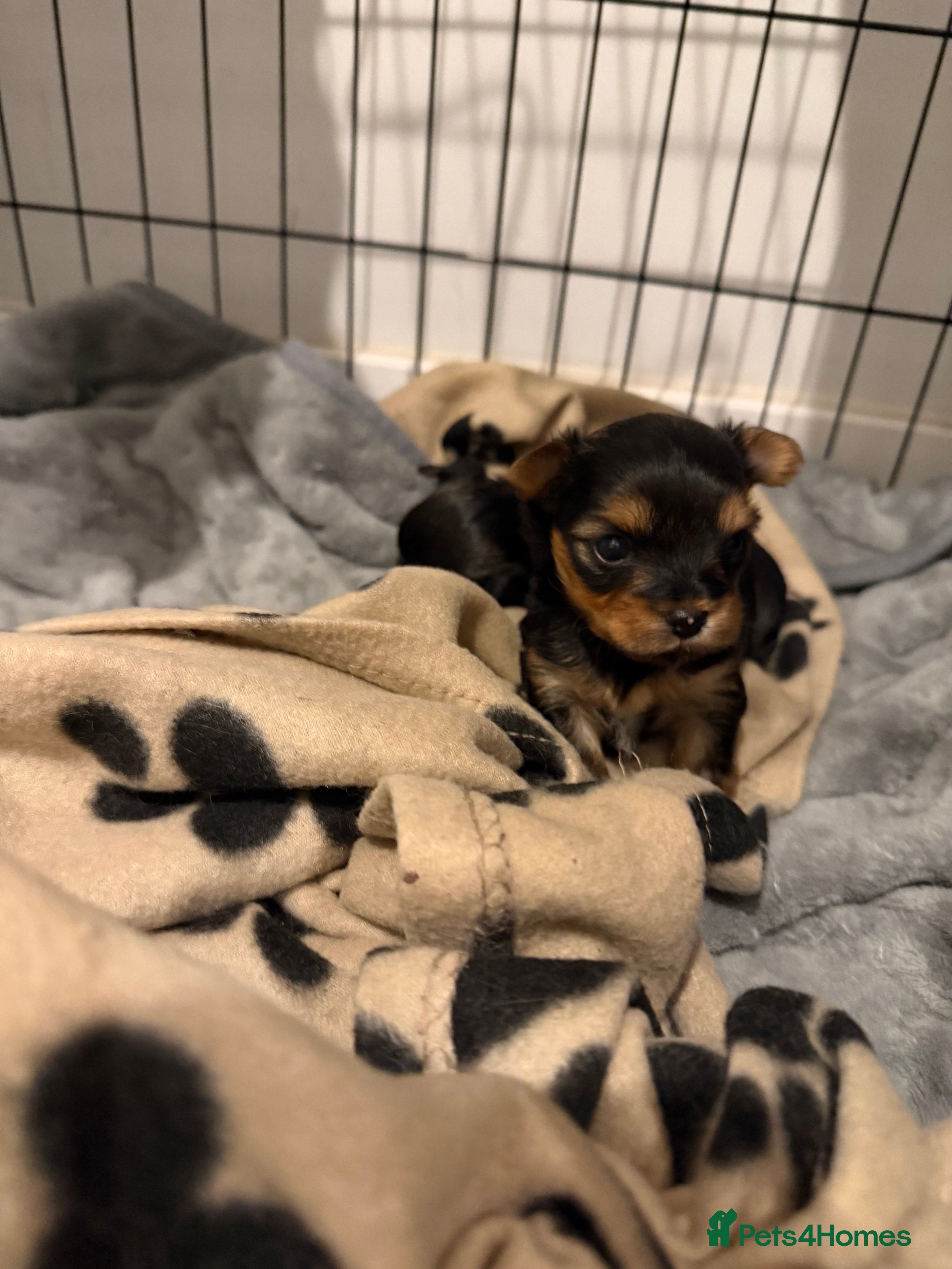 Yorkshire Terrier dogs MINIATURE YORKSHIRE TERRIER FEMALE PUPPY - Advert 3