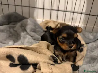Yorkshire Terrier dogs MINIATURE YORKSHIRE TERRIER FEMALE PUPPY - Advert 4