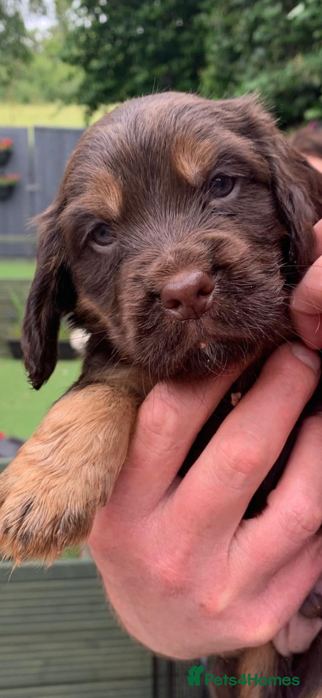 Cocker Spaniel dogs for stud: Ludo proven stud dog - Image 4
