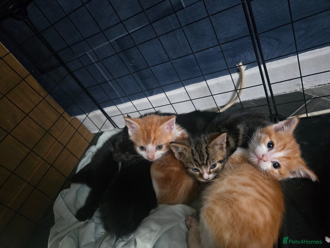 British Shorthair cats for sale: Adorable kittens - Advert 16