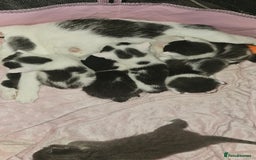 British Shorthair cats for sale: 3 beautiful kittens needing loving homes  - Image 2