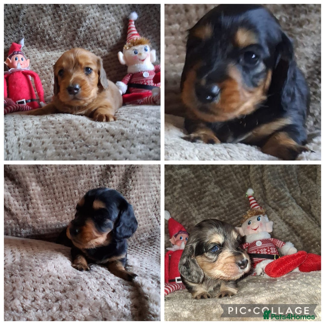 Miniature Dachshund dogs for sale: Miniature Long-Haired Dachshund - Advert 10