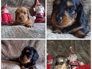 Miniature Dachshund dogs Long haired Miniature Dachshund - Advert 16